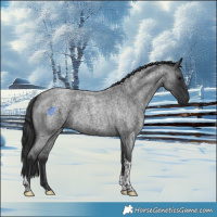 Horse Color:Blue Roan Tobiano 