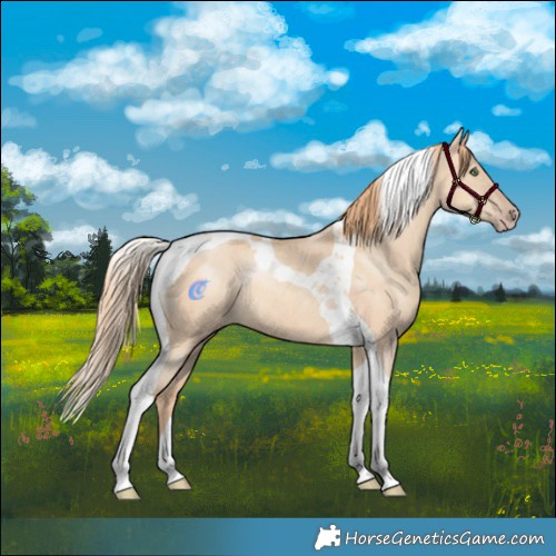 Horse Color:Gold Champagne Dun Tobiano Rabicano 