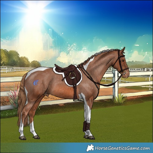 Horse Color:Chestnut Tobiano Appaloosa Rabicano