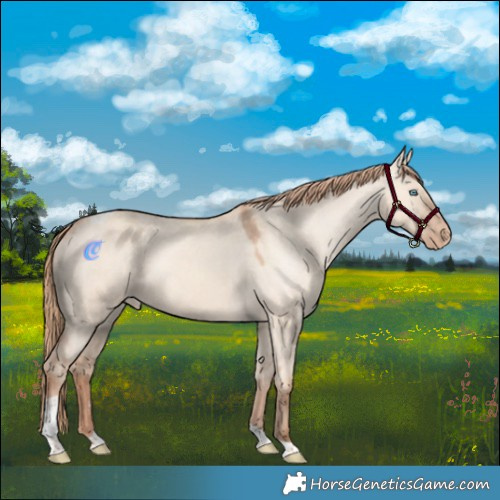 Horse Color:Gold Champagne Dun Tobiano Appaloosa Rabicano 