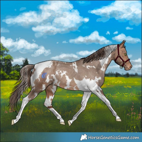 Horse Color:White Spotted Amber Champagne Tobiano Appaloosa Rabicano 