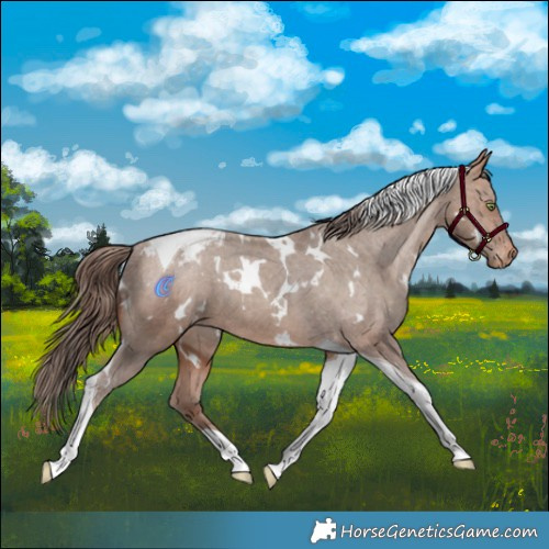 Horse Color:White Spotted Sable Champagne Tobiano Appaloosa Rabicano 