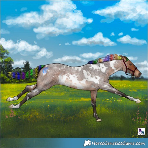 Horse Color:Painted White Spotted Bay Roan 