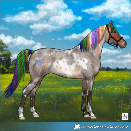 Horse Color:Painted White Spotted Bay Roan 