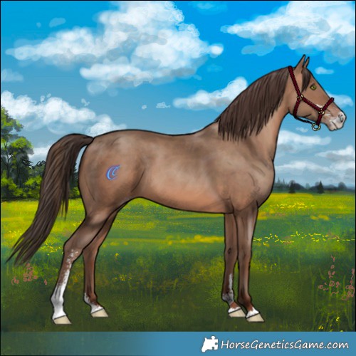 Horse Color:Sable Champagne Sabino 