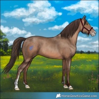 Horse Color:Sable Champagne Sabino 