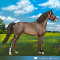 Horse Color:Sable Champagne Sabino 