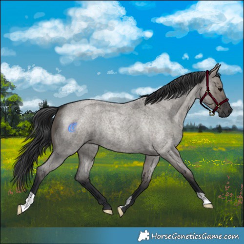 Horse Color:Grullo Roan