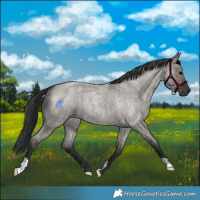 Horse Color:Grullo Roan