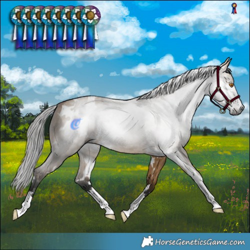 Horse Color:Gray White Spotted Buckskin Dun 