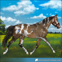 Horse Color:Gray White Spotted Buckskin Dun
