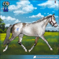 Horse Color:Gray White Spotted Buckskin Dun 