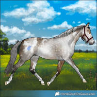 Horse Color:Gray White Spotted Buckskin Dun 