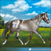 Horse Color:Gray White Spotted Buckskin Dun 