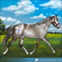 Horse Color:Gray White Spotted Buckskin Dun 