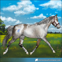 Horse Color:Gray White Spotted Buckskin Dun 