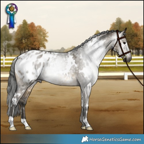 Horse Color:Gray White Spotted Buckskin Dun Appaloosa 