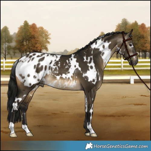 Horse Color:Gray White Spotted Buckskin Dun Appaloosa 