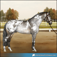 Horse Color:Gray White Spotted Buckskin Dun Appaloosa 