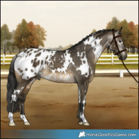 Horse Color:Gray White Spotted Buckskin Dun Appaloosa 