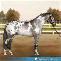 Horse Color:Gray White Spotted Buckskin Dun Appaloosa