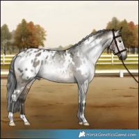 Horse Color:Gray White Spotted Buckskin Dun Appaloosa 