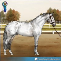 Horse Color:Gray White Spotted Buckskin Dun Appaloosa 