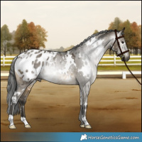 Horse Color:Gray White Spotted Buckskin Dun Appaloosa 