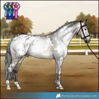 Horse Color:Gray White Spotted Buckskin Dun Appaloosa 