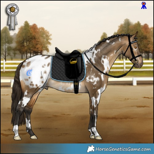 Horse Color:Gray White Spotted Buckskin Dun Appaloosa