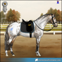 Horse Color:Gray White Spotted Buckskin Dun Appaloosa 