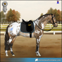 Horse Color:Gray White Spotted Buckskin Dun Appaloosa