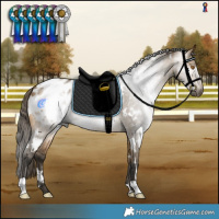 Horse Color:Gray White Spotted Buckskin Dun Appaloosa 