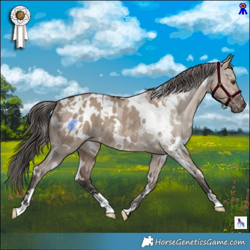 Horse Color:White Spotted Liver Red Dun Appaloosa 