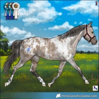 Horse Color:White Spotted Liver Red Dun Appaloosa