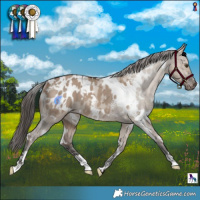 Horse Color:White Spotted Liver Red Dun Appaloosa