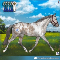 Horse Color:White Spotted Liver Red Dun Appaloosa 