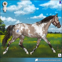 Horse Color:White Spotted Liver Red Dun Appaloosa 
