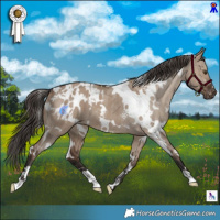 Horse Color:White Spotted Liver Red Dun Appaloosa