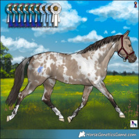 Horse Color:White Spotted Liver Red Dun Blanket 