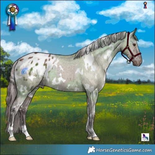 Horse Color:White Spotted Liver Red Dun Appaloosa 
