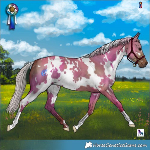 Horse Color:White Spotted Silver Grullo 