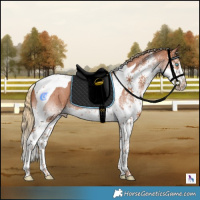 Horse Color:White Spotted Chestnut Splash Tobiano 