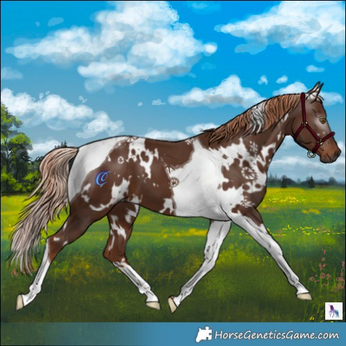 Horse Color:Gray White Spotted Chestnut Tobiano 