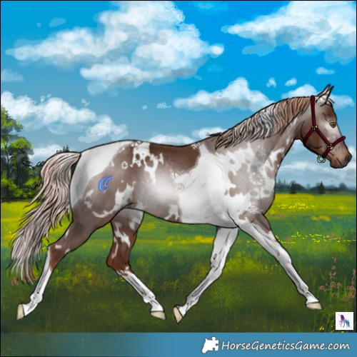 Horse Color:Gray White Spotted Chestnut Tobiano 