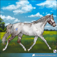 Horse Color:Gray White Spotted Chestnut Tobiano 