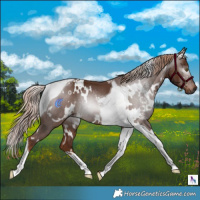 Horse Color:Gray White Spotted Chestnut Tobiano 