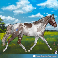 Horse Color:Gray White Spotted Chestnut Tobiano 