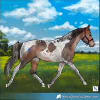 Horse Color:Bay Tobiano 