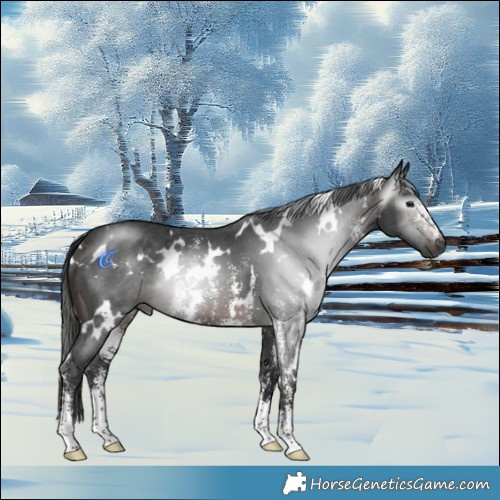 Horse Color:Gray White Spotted Brown Sabino Rabicano 